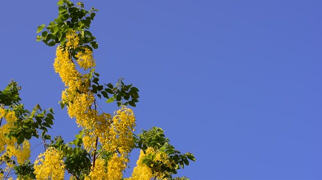 Cassia fistula flowers blooming on green leaves branches hanging on tree isolated on blue sky background closeup, Amazing Cassia fistula tree with bunch of flower in yellow