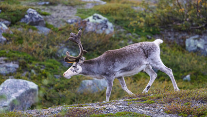 Arctic reindeer feeding near the Arctic Circle, Norway