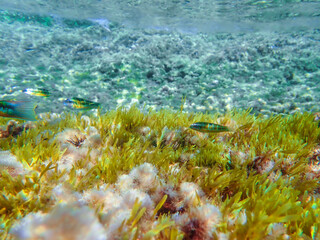 Seagrass underwater with natural sunlight in Mediterranean sea, jijel Algeria, Sea Grass underwater, seagrass Kelp grows in rocks under the sea and the diversity of life in the Mediterranean.