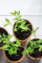 Sweet pea seedlings growing in eco biodegradable fibre pots top view. On a white wood background