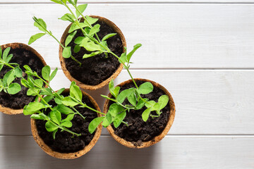 Sweet pea seedlings growing in eco biodegradable fibre pots top view. On a white wood background