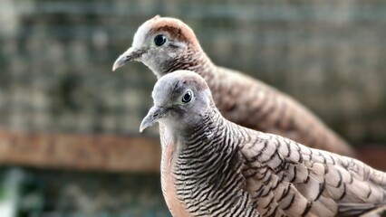 Elegant and Beautiful Doves in Their Natural Habitat, Showcasing Their Charm and Gracefulness