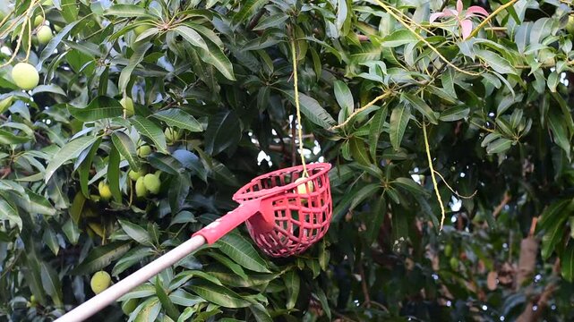 Long handled red plastic basket fruit picker with mango inside, Use long handled fruit picker to pick mangoes in orchard,Thailand