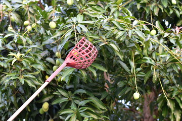 Long handled red plastic basket fruit picker with mango inside, Use long handled fruit picker to pick mangoes in orchard,Thailand