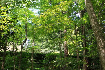 春たけなわの森。	