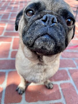 Adorable, curious big eyes of a pug