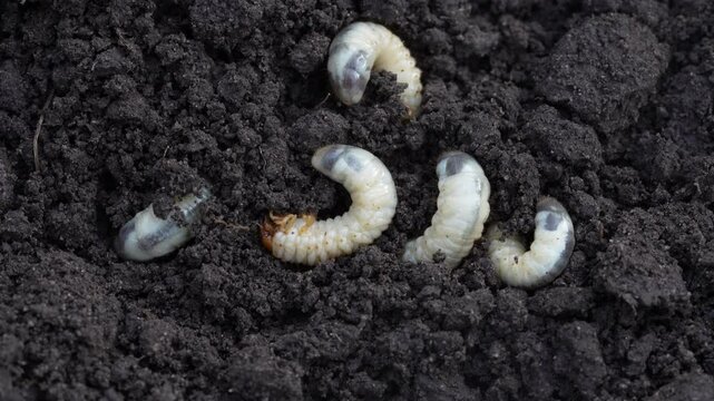 White cockchafer larvae on the ground, close up. Its other names Melolontha melolontha, white grub, Cockchafer beetle, may bug worm and may beetle. It is &nbsp;an insect of the order Coleoptera