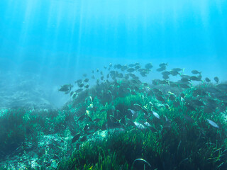 School of sarpa salpa in the mediterranean sea, Salema porgy fish (Sarpa salpa). Sarpa salpa, known...