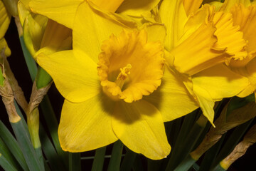 Fototapeta premium Osterglocke 