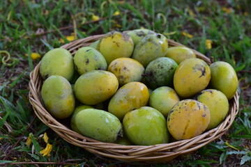 Mango, Scientific name Mangifera caloneura Kurz, Ripe Mango tree (Mangifera caloneura Kurz) fruits in wicker basket