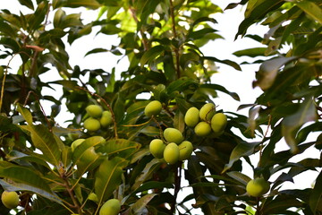Mango, Scientific name Mangifera caloneura Kurz, Ripe Mango tree (Mangifera caloneura Kurz) fruits in wicker basket