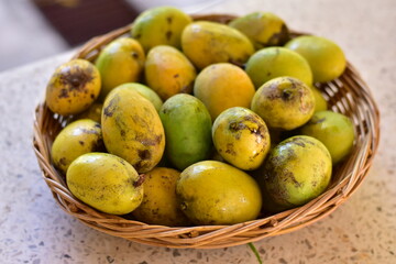 Mango, Scientific name Mangifera caloneura Kurz, Ripe Mango tree (Mangifera caloneura Kurz) fruits in wicker basket