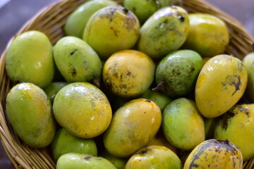 Mango, Scientific name Mangifera caloneura Kurz, Ripe Mango tree (Mangifera caloneura Kurz) fruits in wicker basket