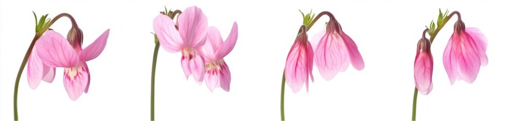 Fototapeta premium Delicate Pink Flowers