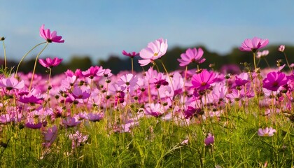  Cosmos flowers blooming in garden,pink cosmos flower blooming in the field,Pink Cosmos bipin