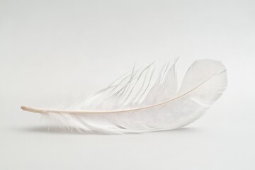 Obraz premium A single white feather laying on a bright neutral background