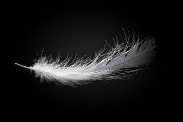 A single white feather resting gracefully against a dark background