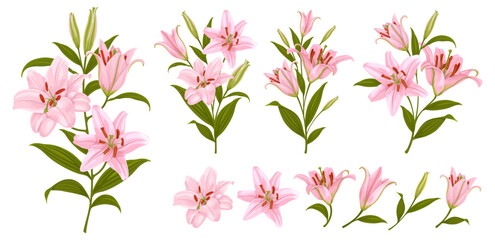 Pink lilies. Set of lily flowers. Detailed drawing, separate flowers, branch, leaves and floral compositions, arrangements, bouquet. Botanical vector illustration © Pagina