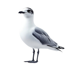 Obraz premium Angled view full body shot of extremely perfect looking single Xeme (Sabine’s Gull) bird isolated on a white transparent background