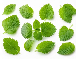 Melissa officinalis collection, lemon balm sprig and leaves isolated