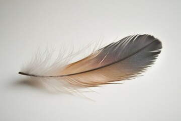 Obraz premium A beautiful feather with delicate colors against a white backdrop