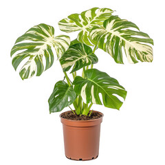 Monstera plant with distinctive leaves showcasing unique patterns and tropical vibe on a transparent background for design