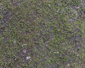 Top view of soil texture with grass. Earth background, green sprouts. A bare field overgrown with grass. Field problems	