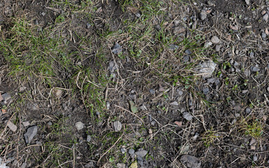 Top view of soil texture with grass. Earth background, green sprouts. A bare field overgrown with grass. Field problems	