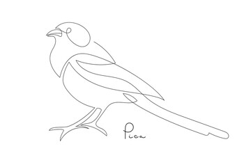 Bird line drawing. Magpie, city bird with inscription in Latin Pica. One continuous line drawing bird, Hand Drawn Cute Bird mascot Vector icon. Design element for sketch, logo, banner, logotype