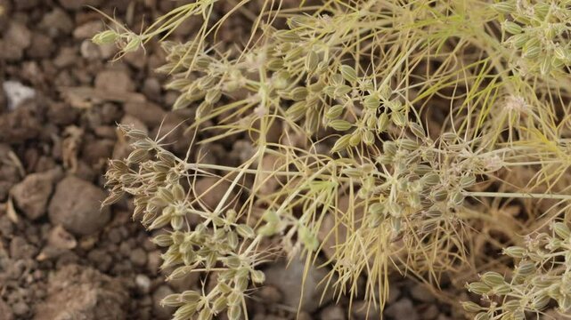 carvi plant cumin zira on a farm in Gujarat India Cumin cultivation and plants, cumin, jeera plant Most popular cumin seeds plant in indian farm or garden, or Carum Caraway on natural background