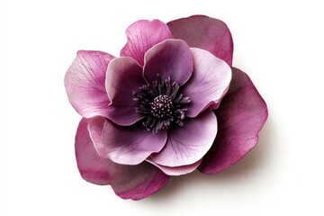 Naklejka premium A beautiful isolated flower showcasing vibrant shades of purple petals