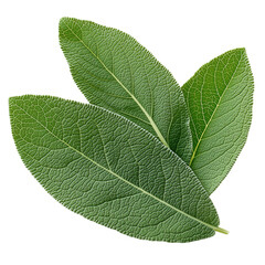 Obraz premium Sage leaves close up aromatic herb culinary ingredient isolated on transparent background png