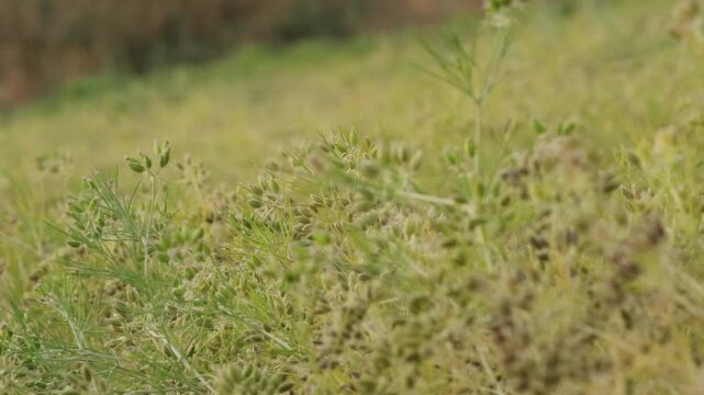 cumin, jeera plant Most popular cumin seeds plant in indian farm or garden, or Carum Caraway and carvi plant cumin zira on a farm in Gujarat India Cumin cultivation and plants, on natural background