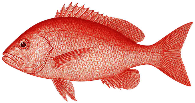  Red Snapper Fish Illustration