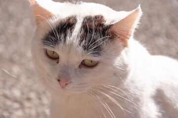 カメラ目線のハチワレ猫