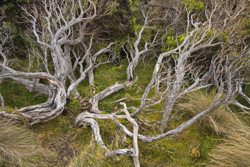 Old crooked trees at The Grotto at Great Ocean Road, Victoria, Australia
