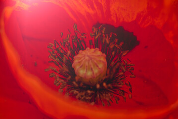 ポピーの花の中の秘密