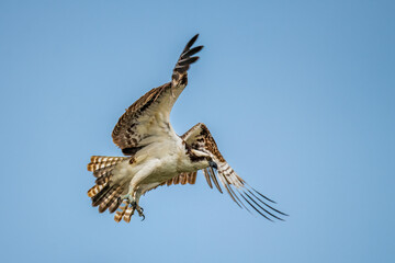 Osprey (Pandion haliaetus) in mid-flight against a clear blue sky