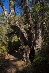 Old tree at Stoney Creek in Grampians National Park in Victoria, Australia
