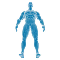 3D rendered male muscular anatomy illustration