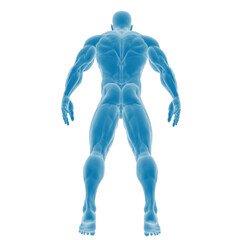 3D Illustration of Muscular Human Anatomy
