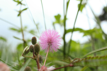 Close-up of a delicate pink sensitive plant flower