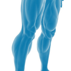 3D Render of Human Muscles in Blue Tone