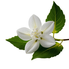 Obraz premium Jasmine flower isolated on white background with clipping path, symbol of Mother's day in thailand.