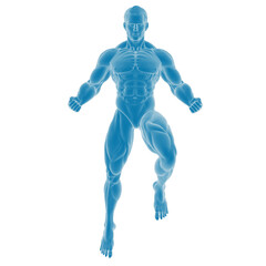 3D rendering of a muscular male anatomy model