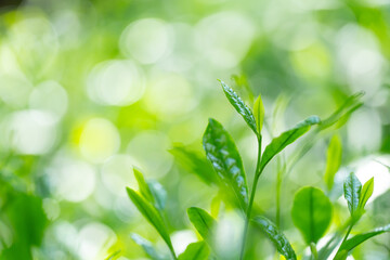 茶葉・茶畑・新茶