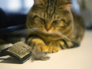 cat hair brush,Cat with a pile of fur and a brush for collecting fur
