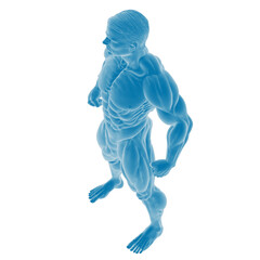 3D Male Muscular Anatomy Model in Blue