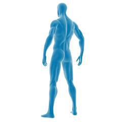 Blue 3D model of the human muscular system