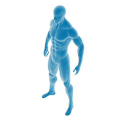 3D rendered blue male anatomical figure